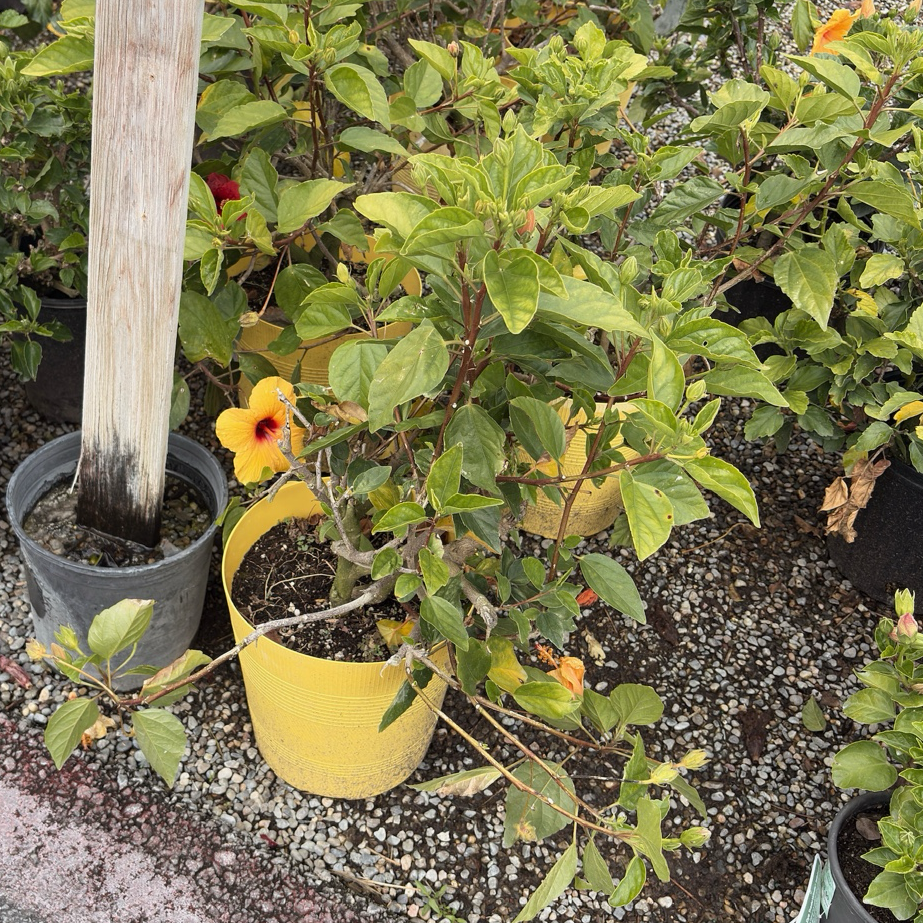 Hula Girl Tropical Hibiscus