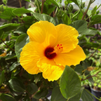 Hula Girl Tropical Hibiscus
