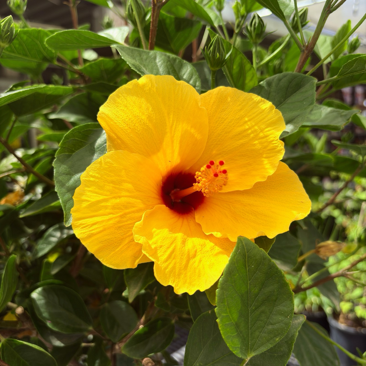 Hula Girl Tropical Hibiscus