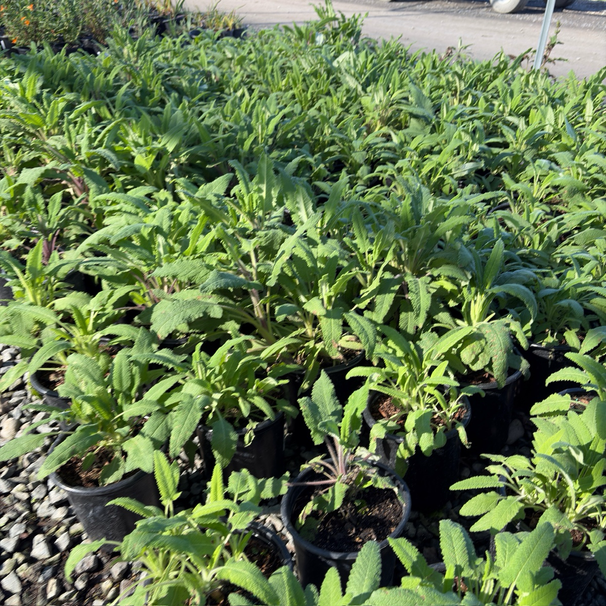 Hummingbird Sage