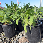Hummingbird Sage
