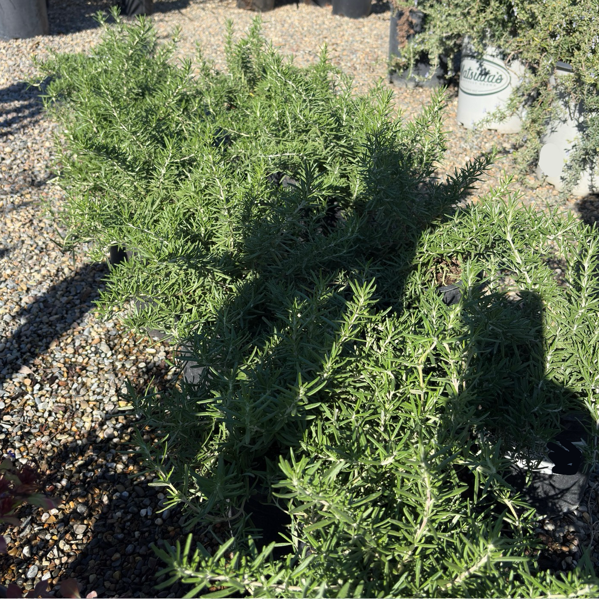 Huntington Carpet Rosemary