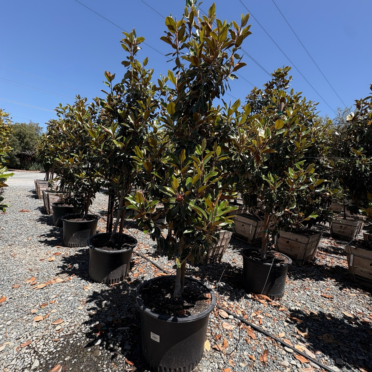 Little Gem Southern Magnolia