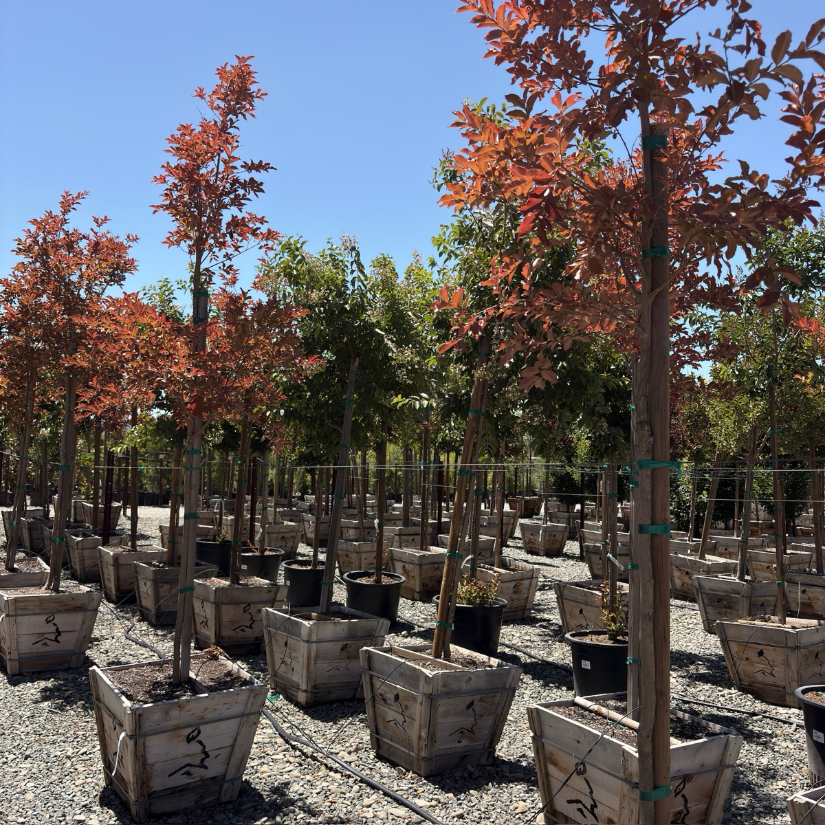 Natchez Crape Myrtle