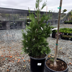 Incense Cedar