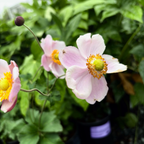September Charm Japanese Anemone