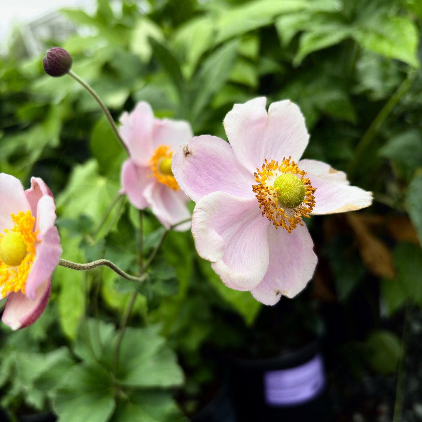 September Charm Japanese Anemone