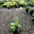 September Charm Japanese Anemone