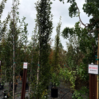 Upright European Hornbeam