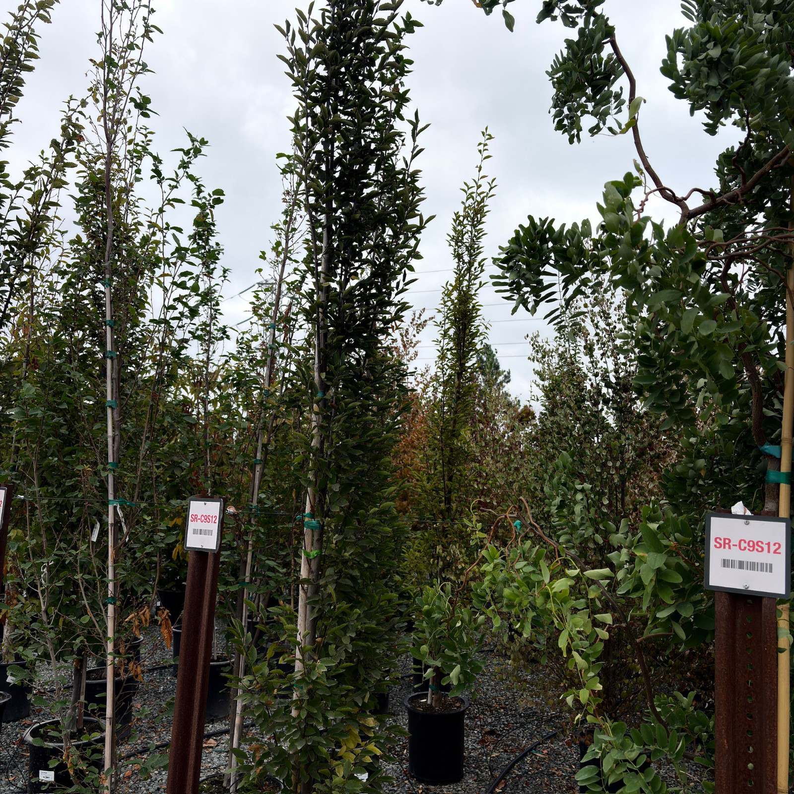 Upright European Hornbeam