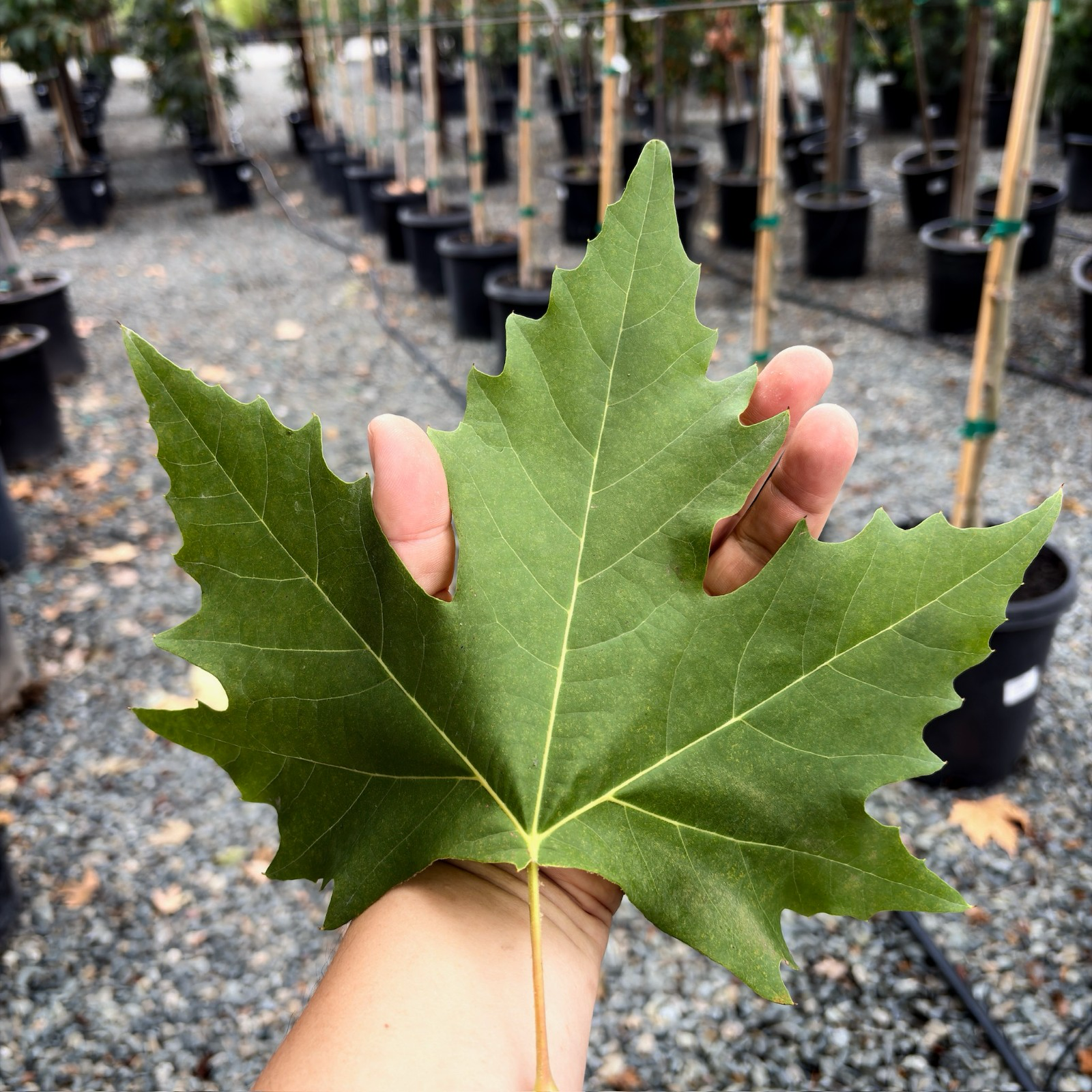 Columbia London Plane