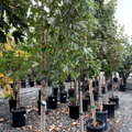Armstrong Gold Red Maple