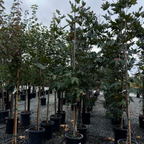 Roberts' Western Sycamore