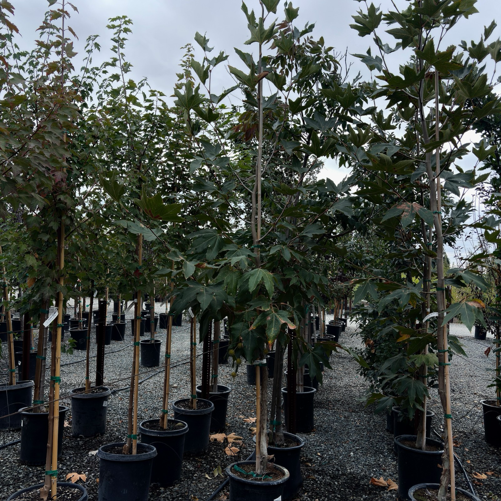 Roberts' Western Sycamore