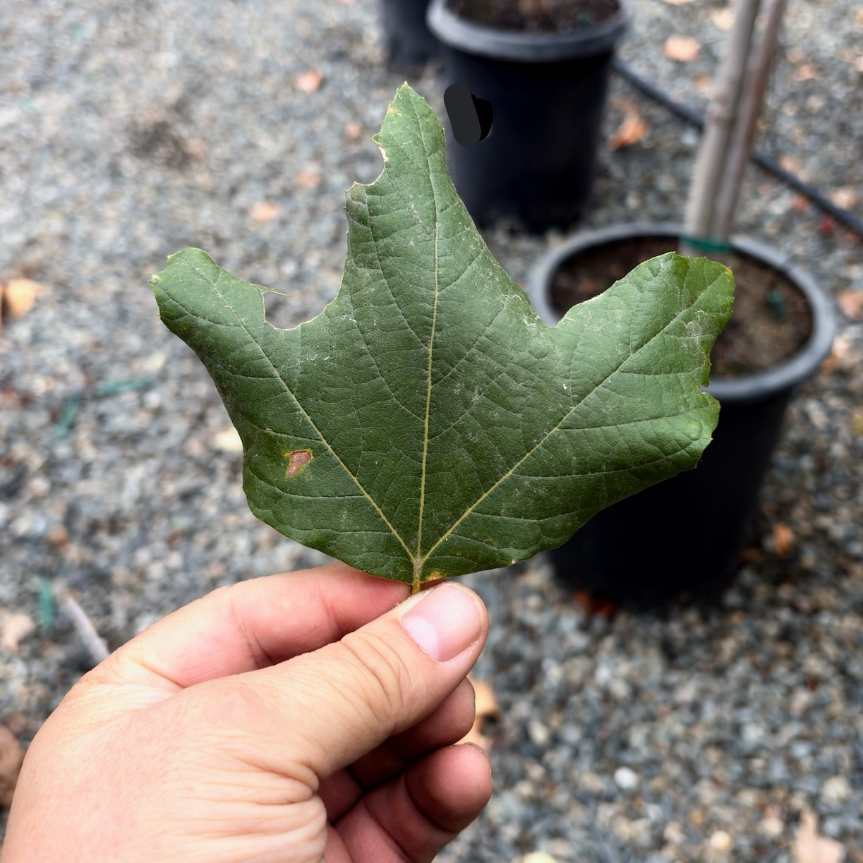 California Plane Tree