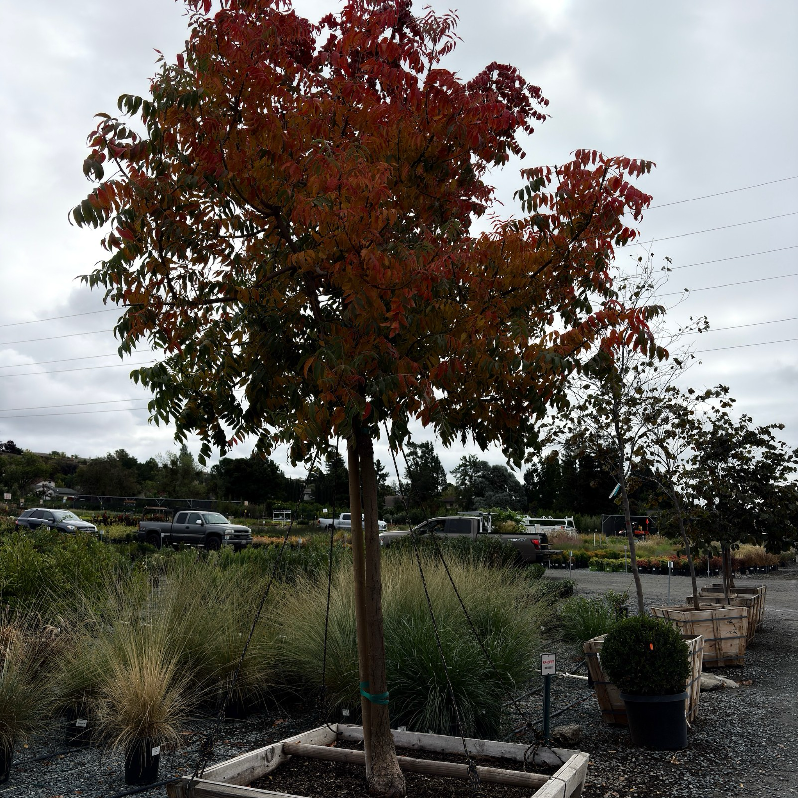 Keith Davey Chinese Pistache Tree
