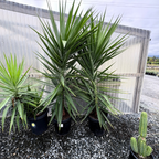 Spineless Giant Yucca
