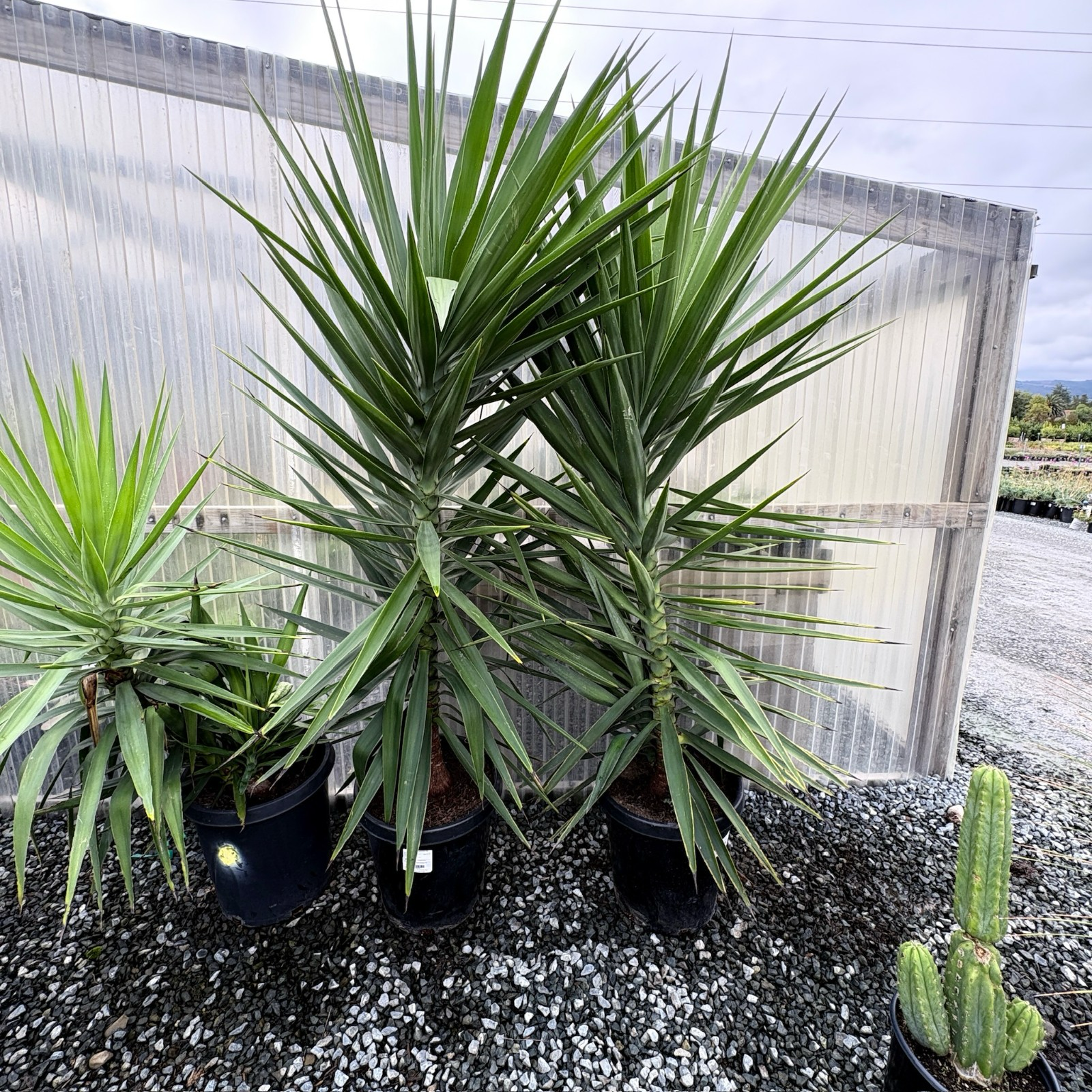 Spineless Giant Yucca