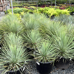 Sapphire Skies Beaked Yucca