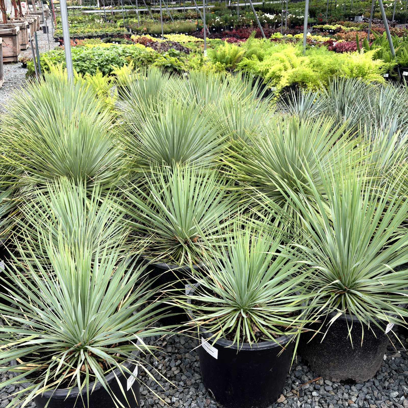Sapphire Skies Beaked Yucca