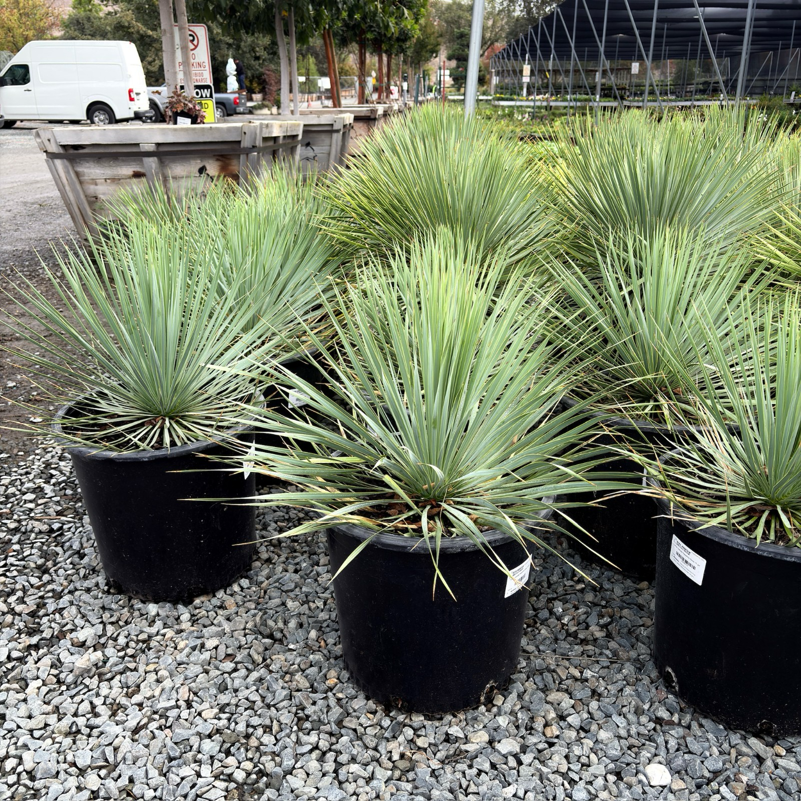 Sapphire Skies Beaked Yucca