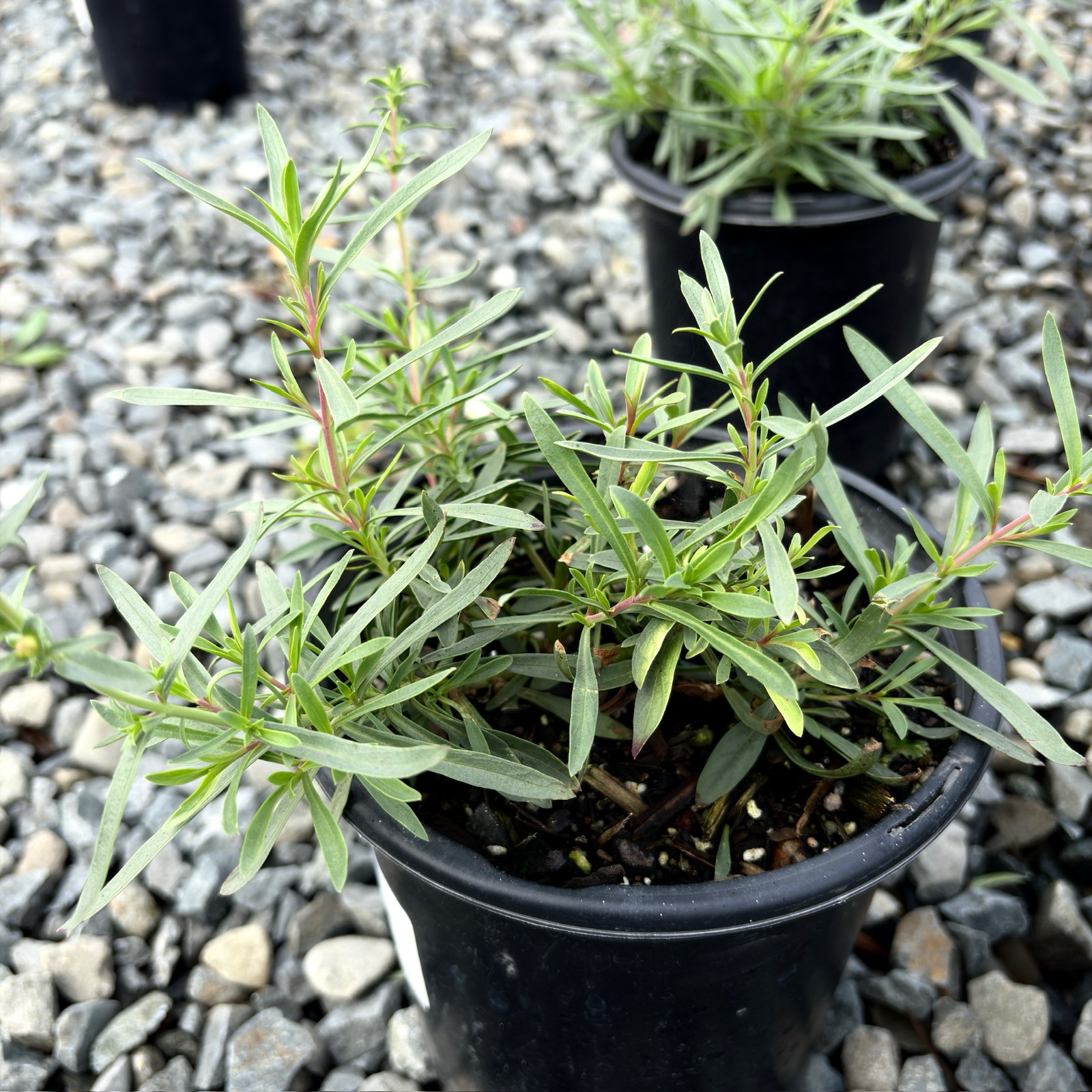 Margarita BOP Penstemon (Penstemon heterophyllus 'Margarita BOP')