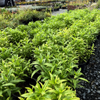 Belle of Dawn Border Penstemon