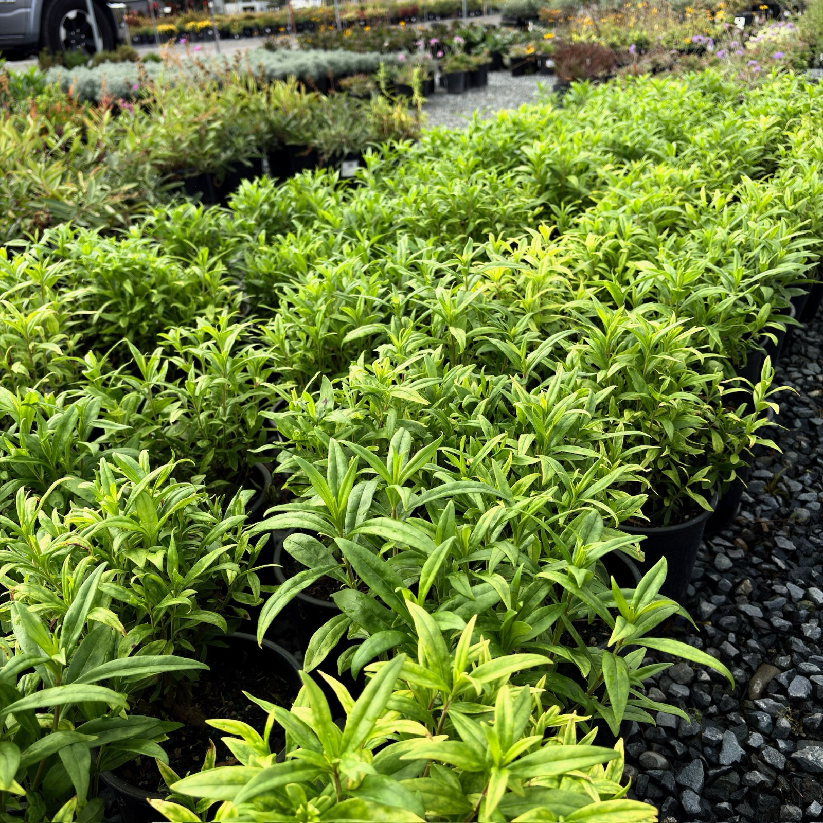 Belle of Dawn Border Penstemon
