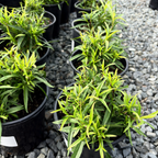 Firebird Border Penstemon