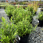 Pink Border Penstemon