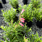 Pink Border Penstemon