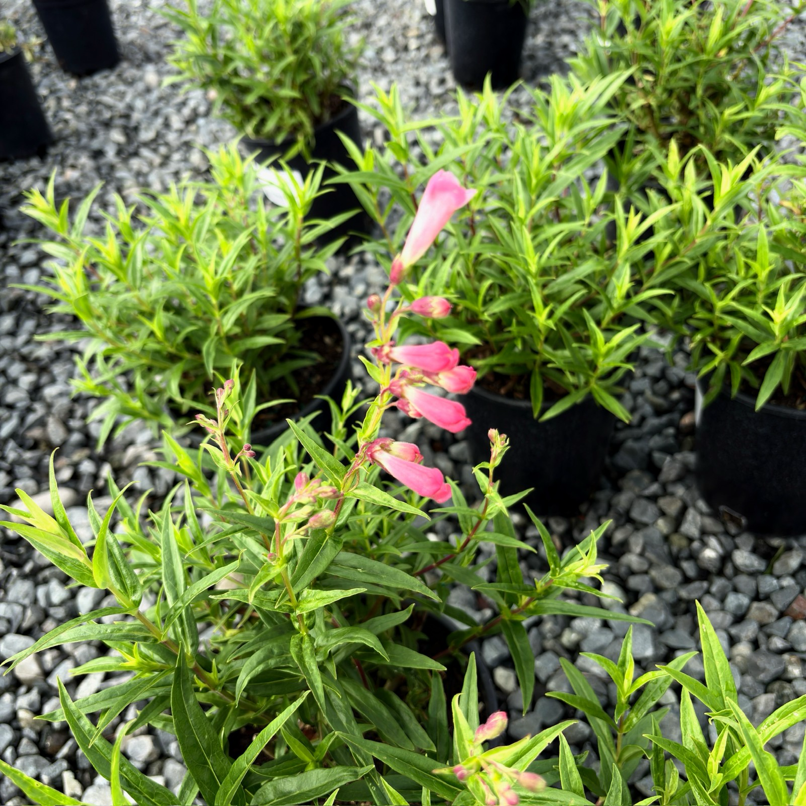 Pink Border Penstemon