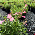 Pink Border Penstemon
