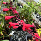 Firebird Border Penstemon