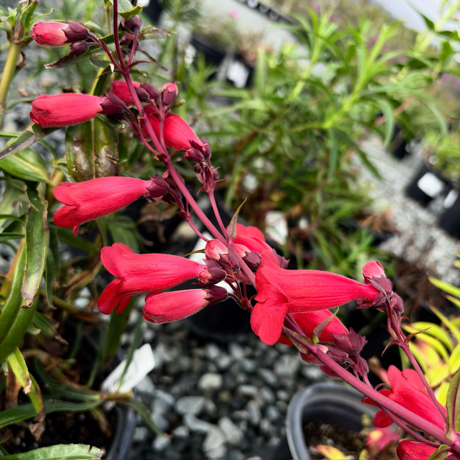 Firebird Border Penstemon
