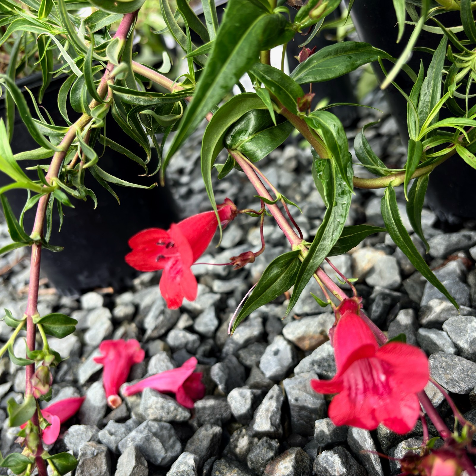 Firebird Border Penstemon