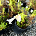 Holly's White Border Penstemon