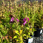 PepTalk Purple Penstemon