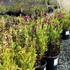 PepTalk Purple Penstemon