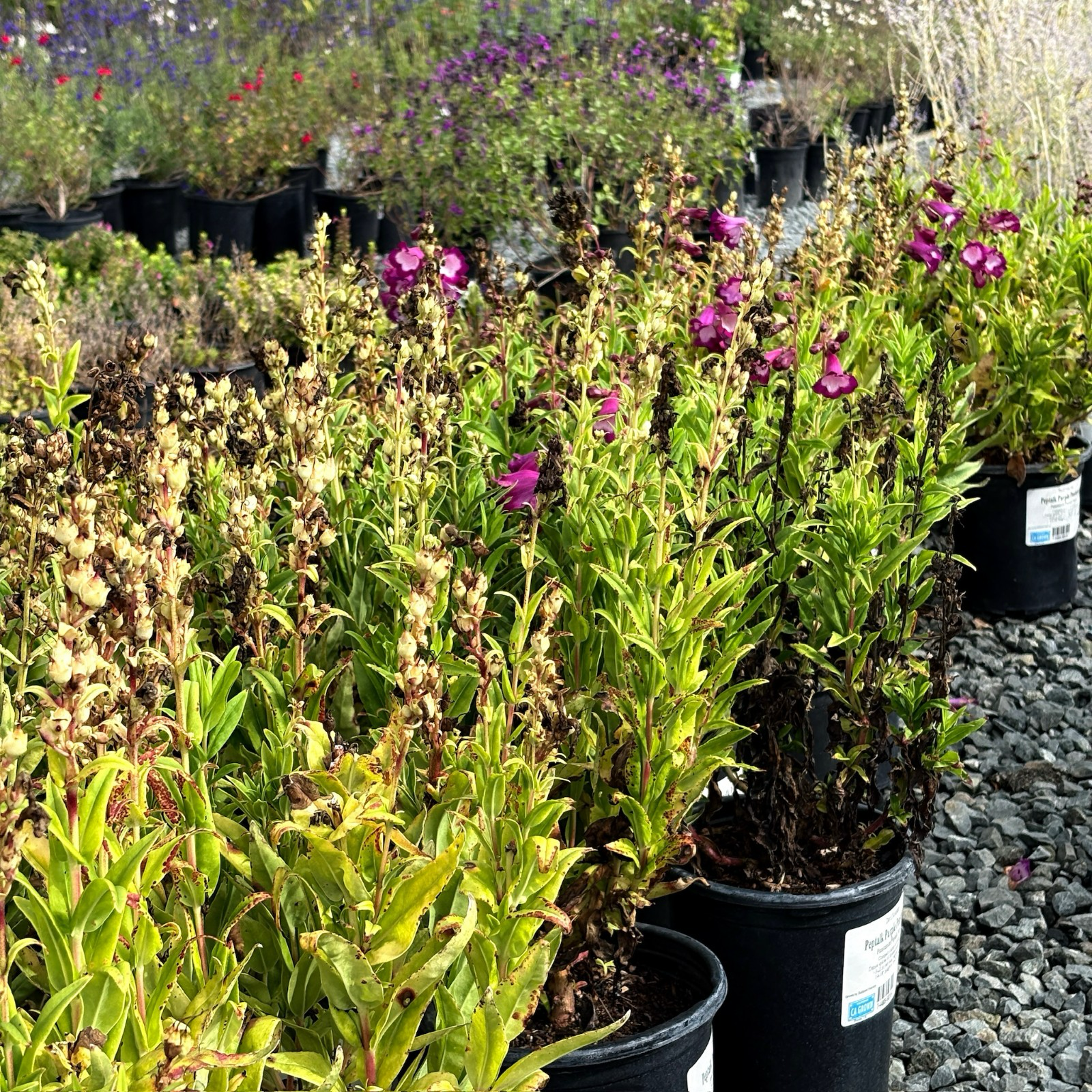 PepTalk Purple Penstemon
