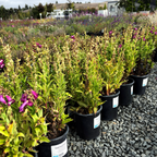 PepTalk Purple Penstemon