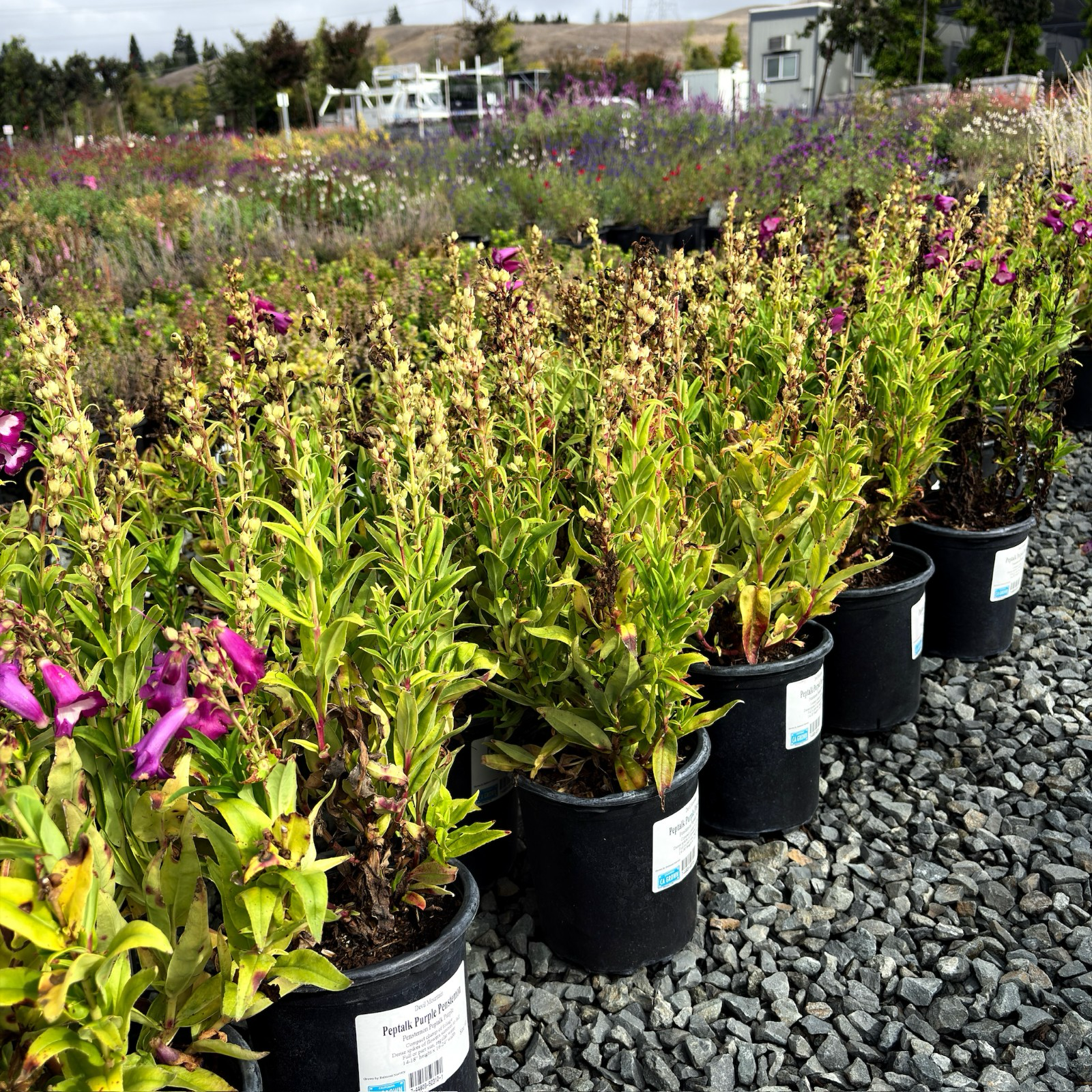 PepTalk Purple Penstemon