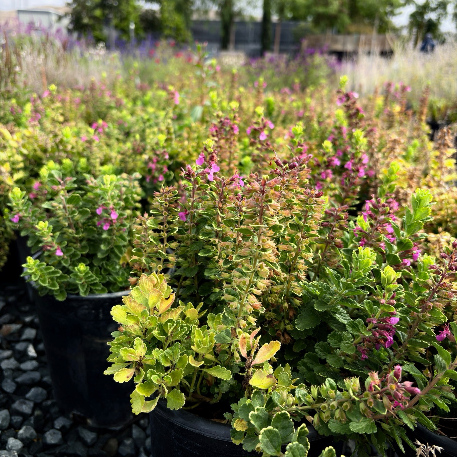 Summer Sunshine Wall Germander