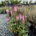 Dark Pink Speedwell