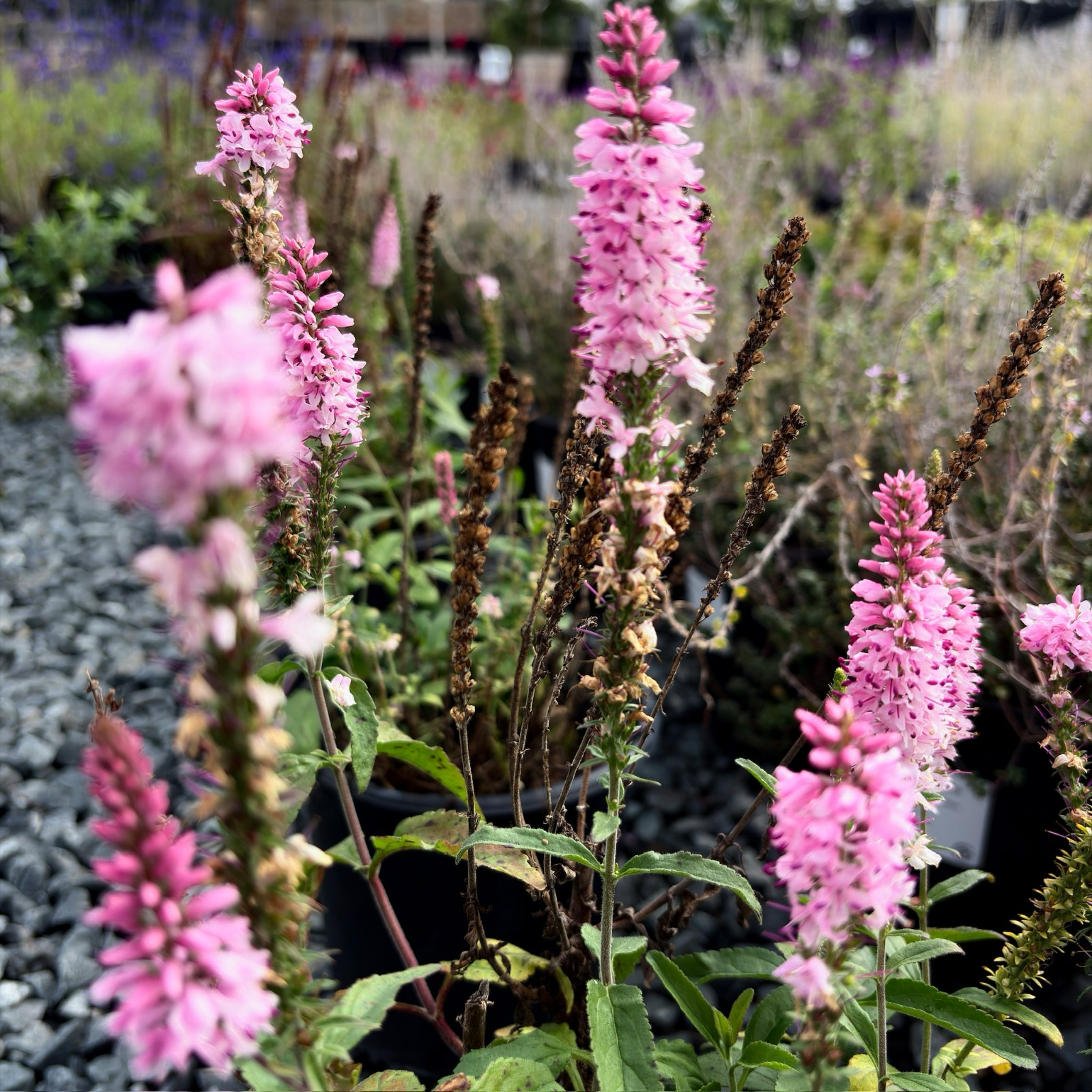 Dark Pink Speedwell
