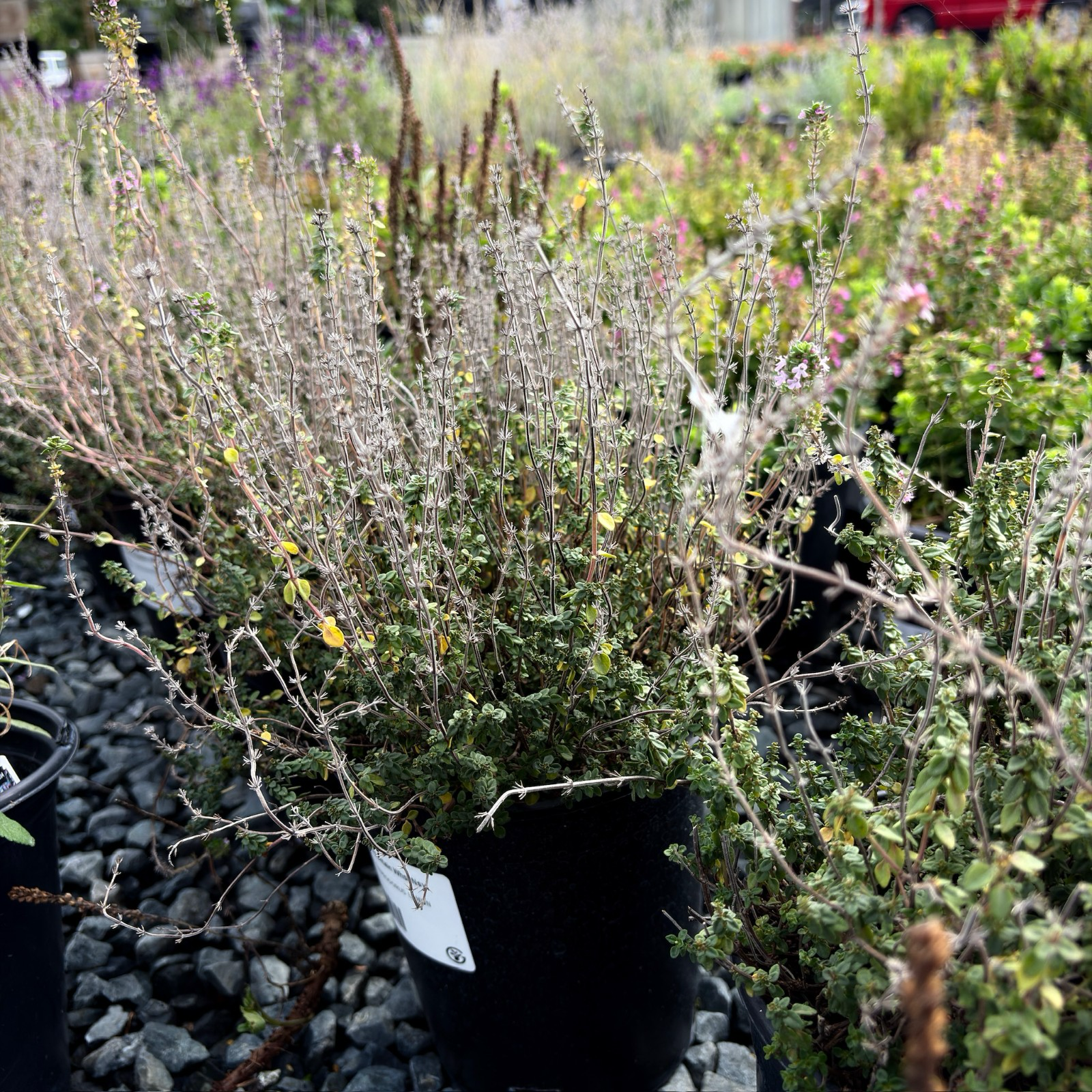 Lemon Thyme