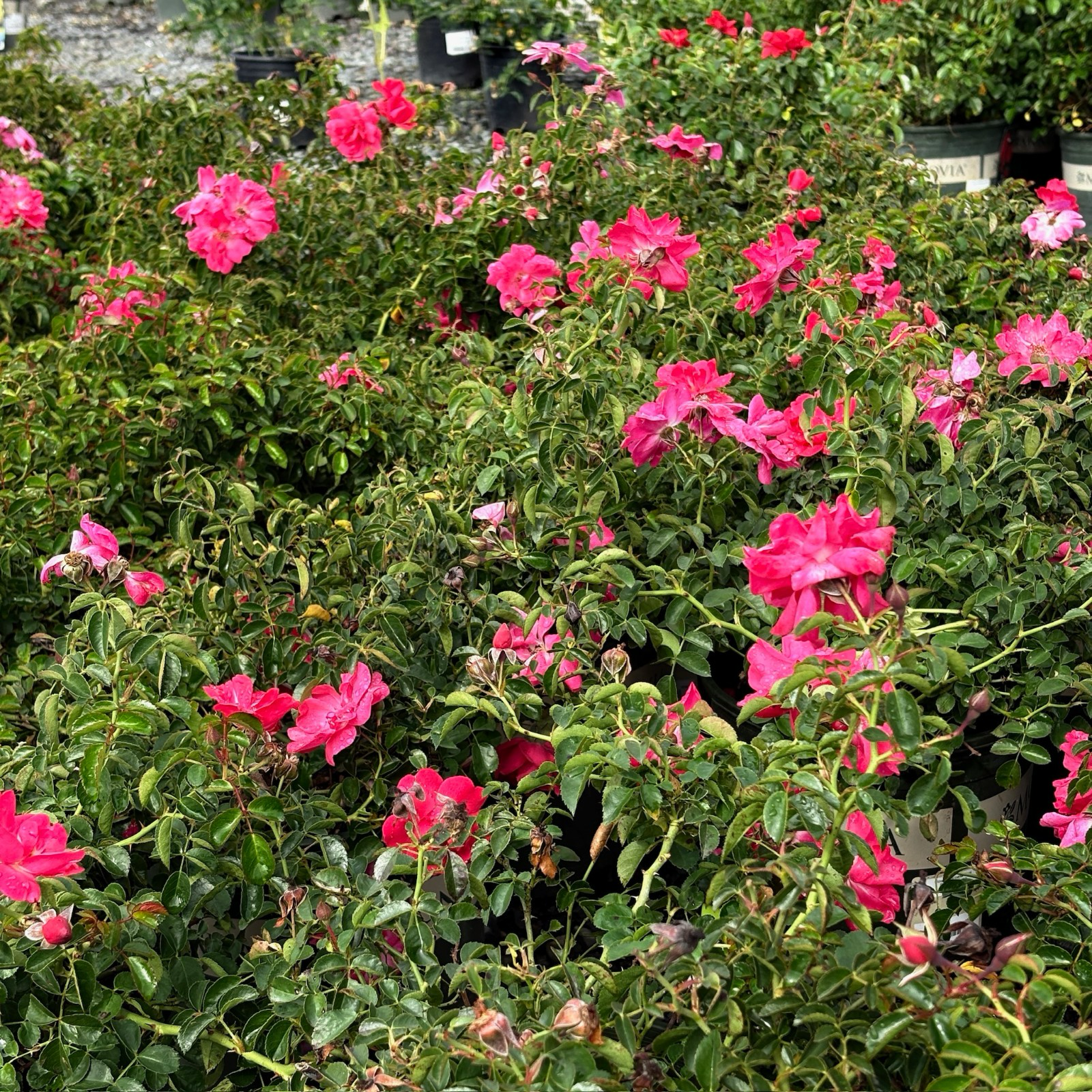 Flower Carpet Rosa