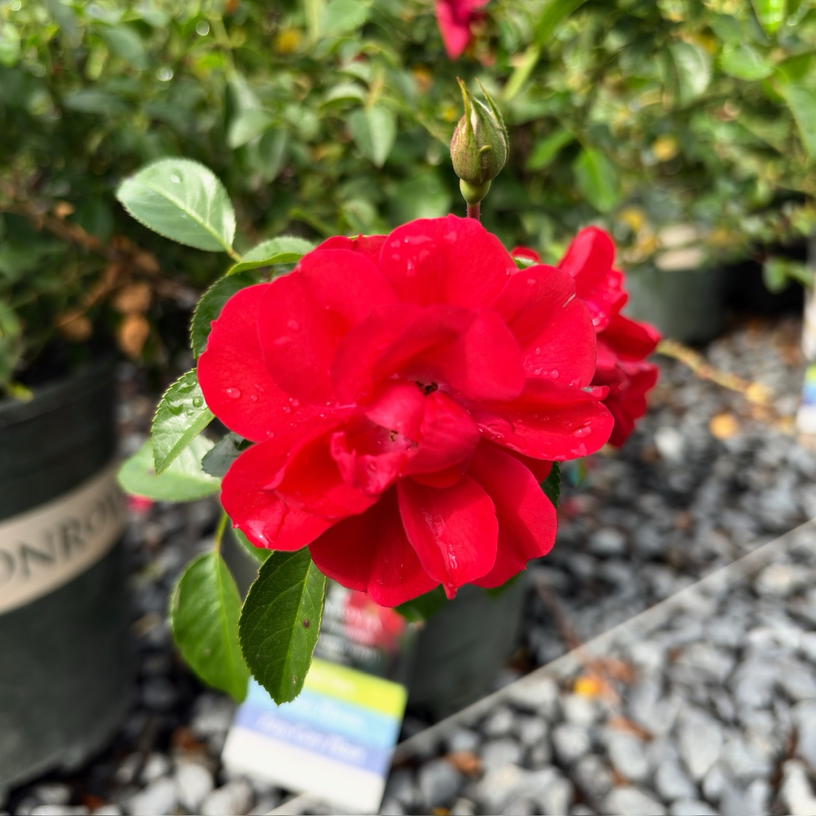 Flower Carpet Rosa