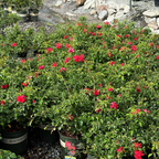 Flower Carpet Rosa