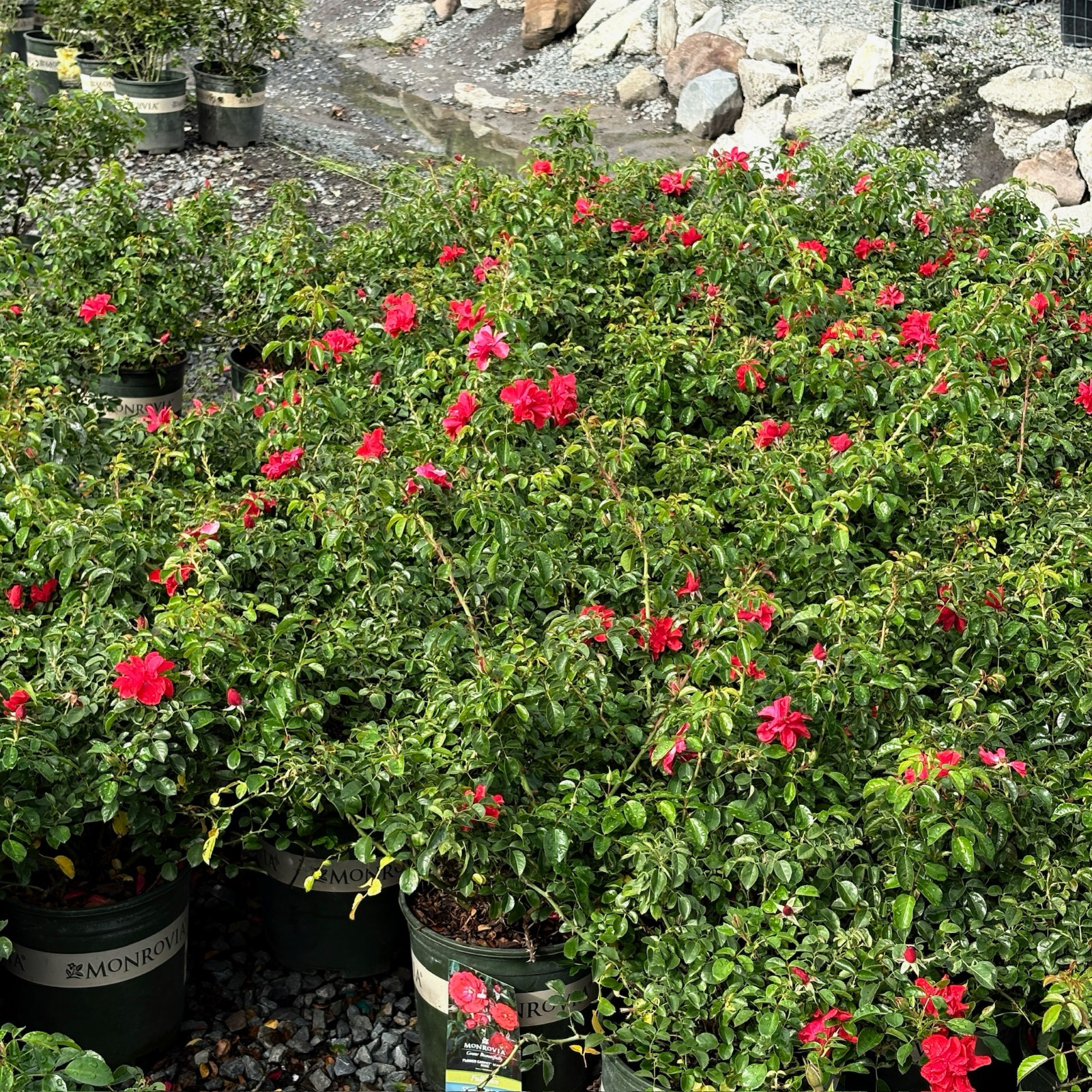 Flower Carpet Rosa